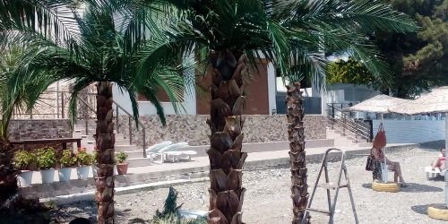 Yapay palmiye agaçı