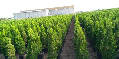 مشتل لانتاج النباتات والاشجار في مرسين-شركة الياسمين للخدمات الزراعية في مرسين