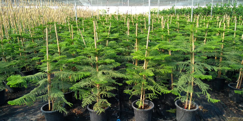 Mersin’de bitki ve ağaç üretimi için bir fidanlık - Mersin’de Al-Yasemin Tarım Hizmetleri Şirketi