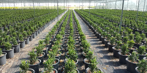 Mersin’de bitki ve ağaç üretimi için bir fidanlık - Mersin’de Al-Yasemin Tarım Hizmetleri Şirketi
