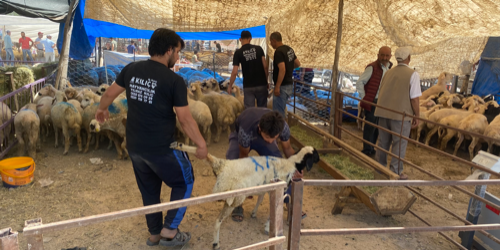 SATIŞLAR KURBAN PAZARI
