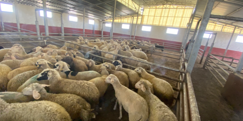 ÇALIŞMALARA DEVAM