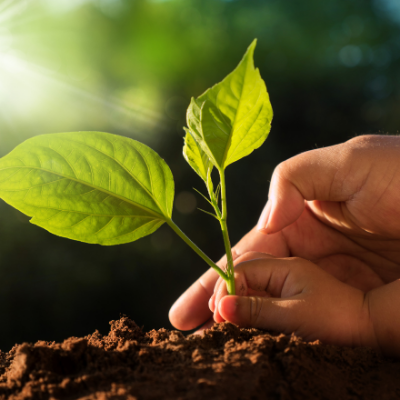 BAYINDIR FİDAN SATIŞI HALİL BOTANİK
