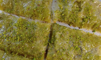 FISTIKLI KATMER