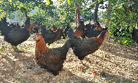ATAKS YUMURTA TAVUĞU