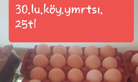 KÖY YUMURTASI