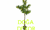 Yapay limon agacï