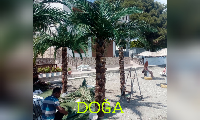 MANİSA Yapay palmiye agaçı