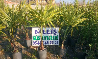 YALOVA palmiye