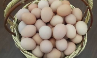 yenisehir Köy Yumurtası