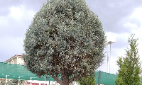 aziziye Ağaç 