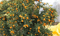 NARENCİYE