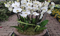 Bakirköy 10 dal orkide
