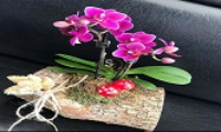 Bakirköy mini orkide