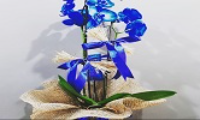 Bakirköy mavi orkide 