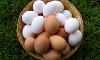 BALIKESİR Köy yumurtası