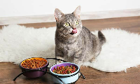 KEDİ MAMASI