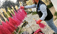 Kuru Çiçek Satışı