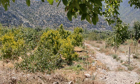 Kadiköy Satılık Bağ Bahçe