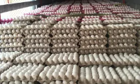 Organik Yumurta Satışı
