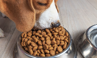AVCILAR TOPTAN KÖPEK YEM SATIŞI 