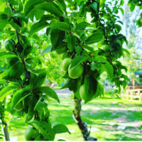 Alacaatlı Piknik Alanı Hizmeti & Bizim Bahçe