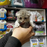 Meram Pet Shop Malzemeleri Satışı & İkra Pets Lovers