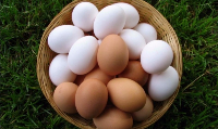 Maltepe Yumurta Satışı
