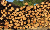 Daday Odun Satışı