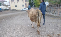 Baran atmaca 