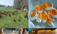  TOPTAN GEZEN TAVUK YUMURTASI 