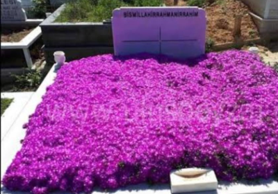 DÖRT MEVSİM KALICI MEZAR ÇİÇEĞİ