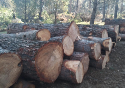 Bozüyük Odun Satışı