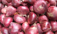 Soğan Satışı