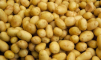 Toptan Patates Satışı