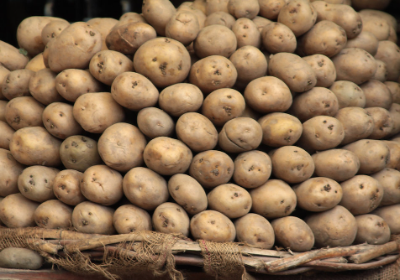 Toptan Patates Satışı