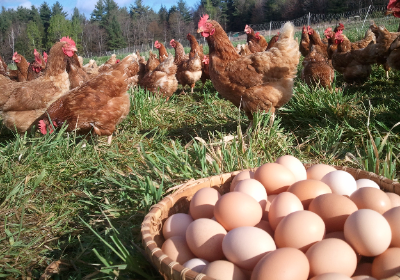 ADANA  Serbest Gezen Tavuk Yumurtası