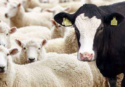 Soma Hayvan Alım Satımı